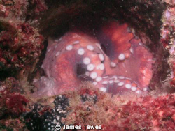 Octopus hiding inside part of ex-HMAS Brisbane diving wreck by James Tewes 